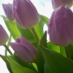 Tulpen – Osterblumen auf den Fildern 2021 (Bildquelle: I. Fröschle)